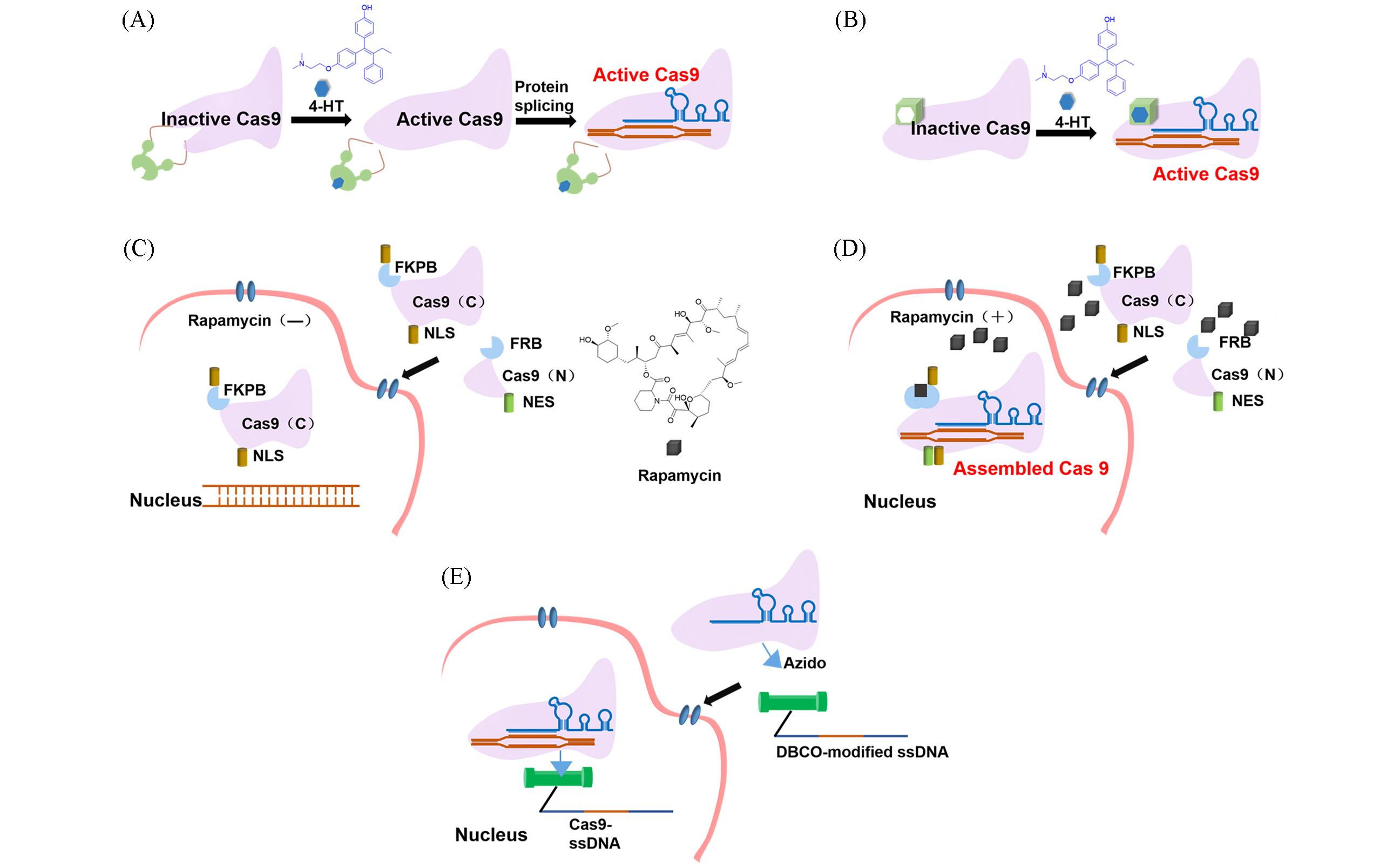crispr-cas9